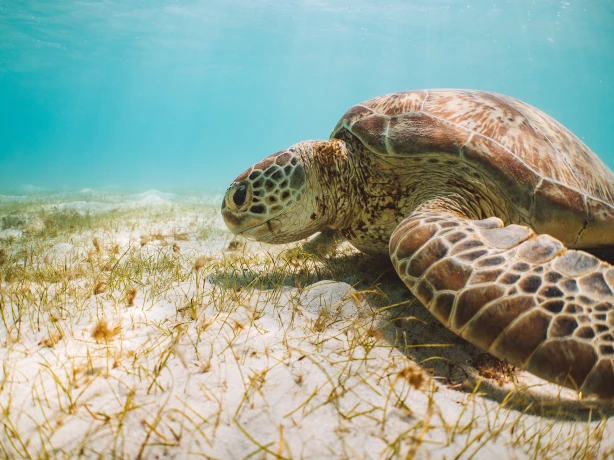 Een groene schildpad op het zand onder water in het Great Barrier Reef, Australië