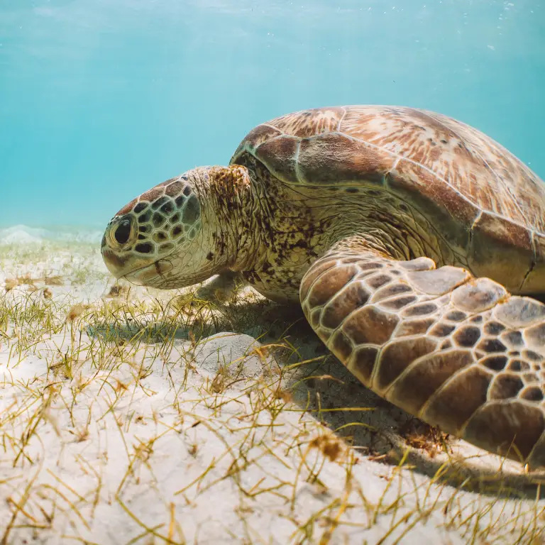 A green turtle on the sand underwater in the Great Barrier Reef, Australia