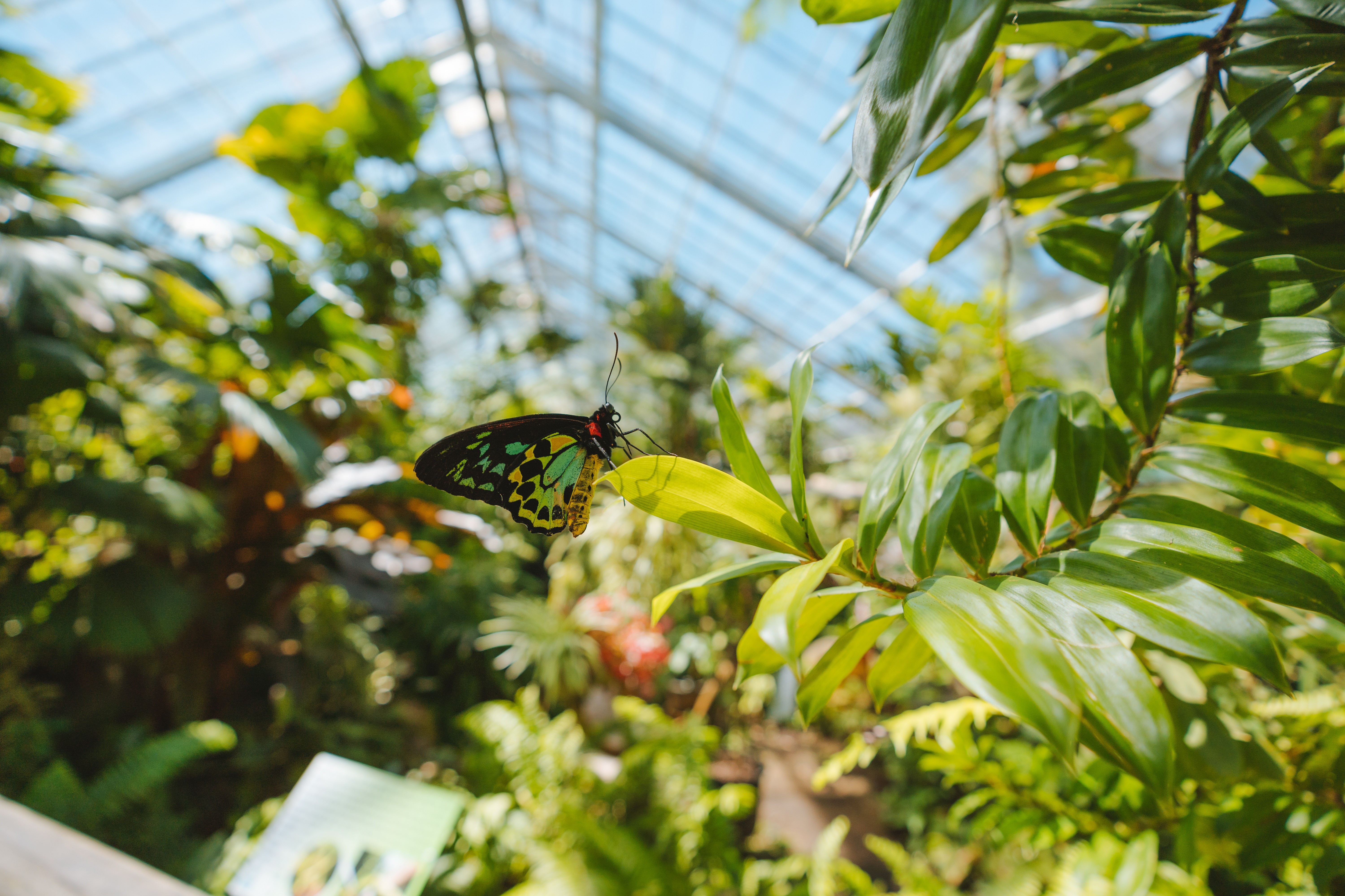 Aus qld cairns Australian Butterfly Sanctuary credit Tourism and Events Queensland