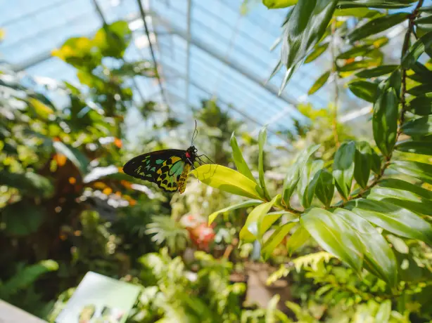 Aus qld cairns Australian Butterfly Sanctuary credit Tourism and Events Queensland
