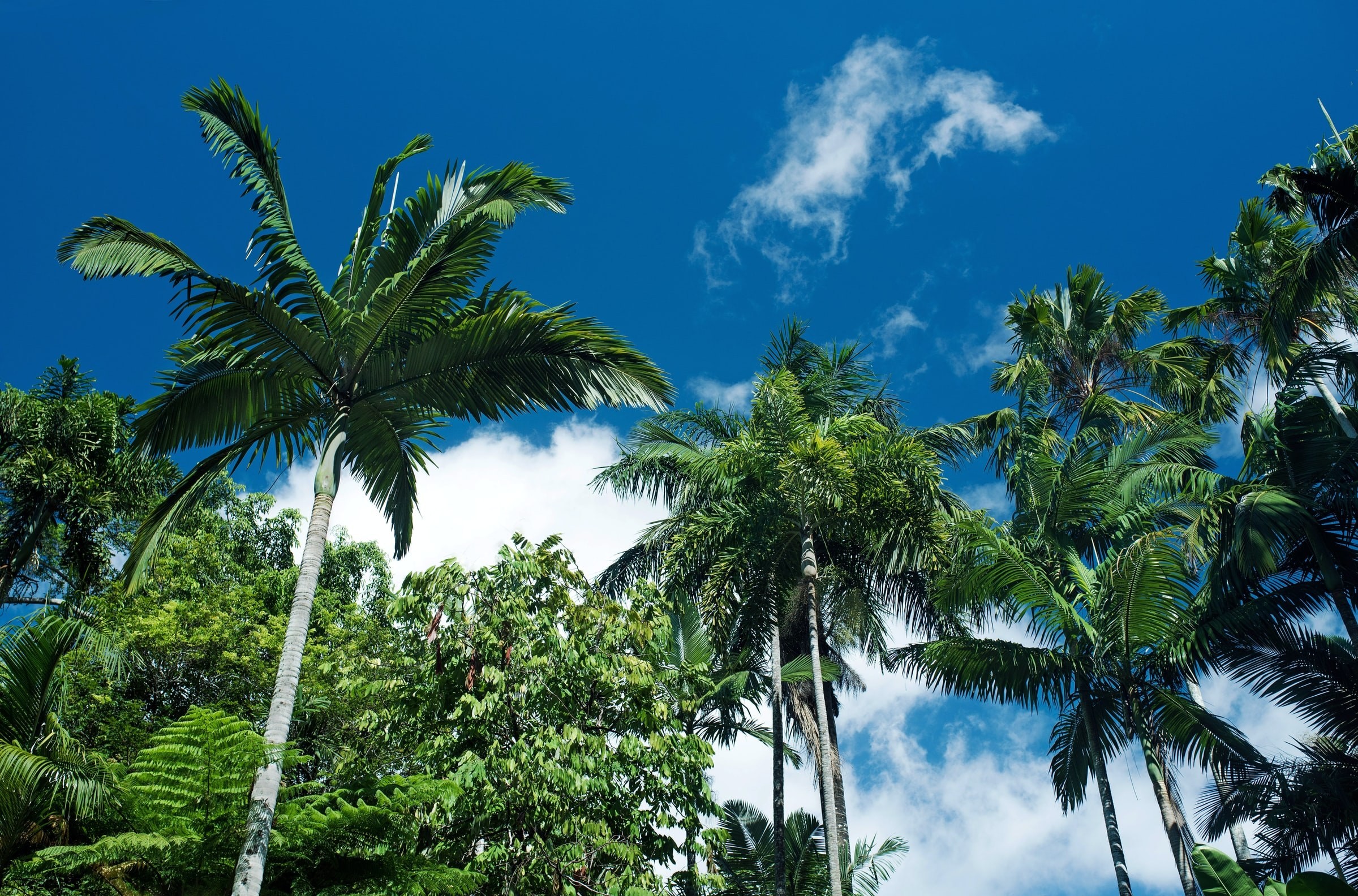 Grüne Palmen, die in den blauen Himmel ragen, in Cairns, Queensland, Australien