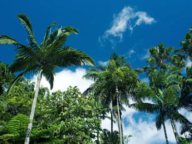 Grüne Palmen, die in den blauen Himmel ragen, in Cairns, Queensland, Australien