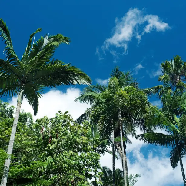 Groene palmbomen reiken naar de blauwe lucht in Cairns, Queensland, Australië