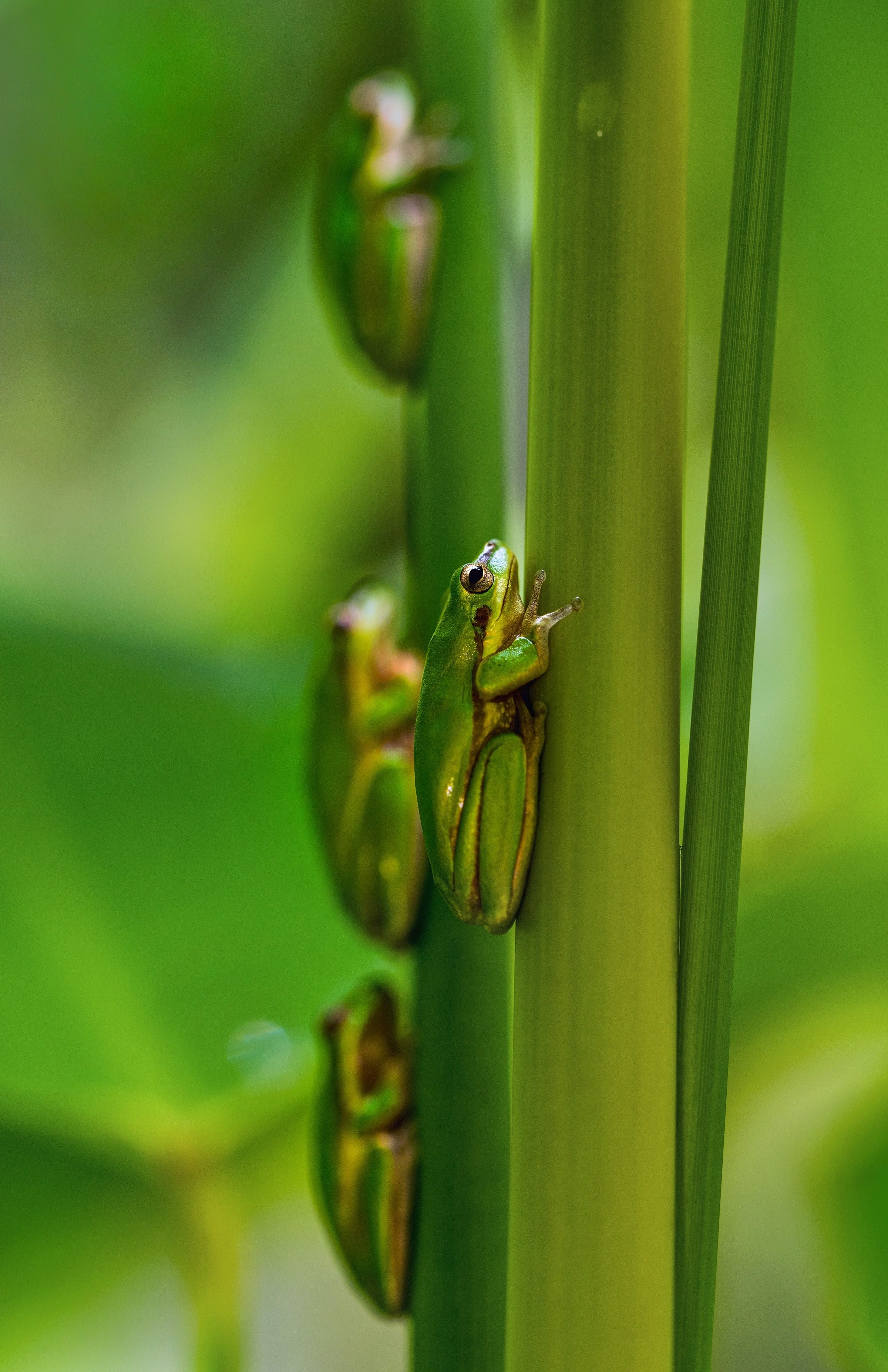 Aus qld cairns green tree frog david clode unsplash