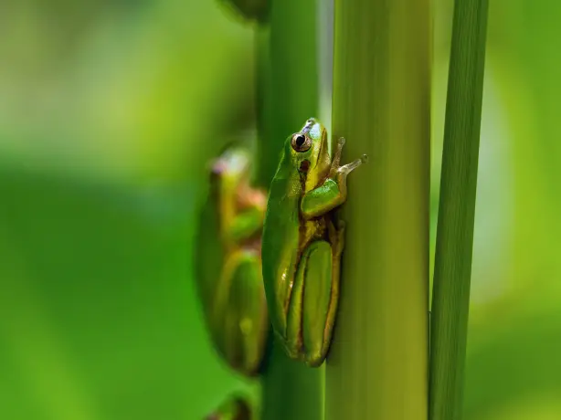 Aus qld cairns green tree frog david clode unsplash