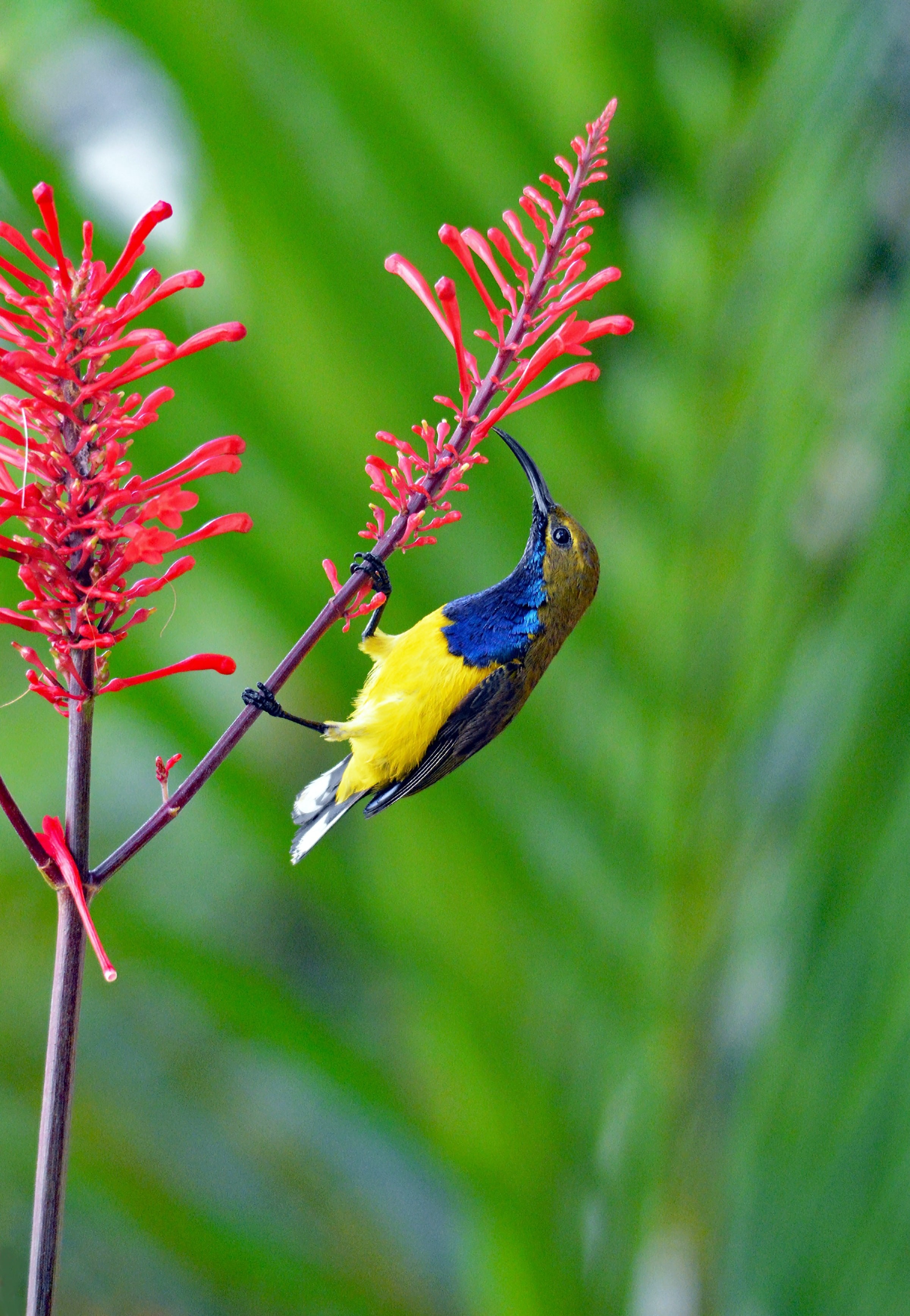 Aus qld cairns sunbird tropical david clode unsplash