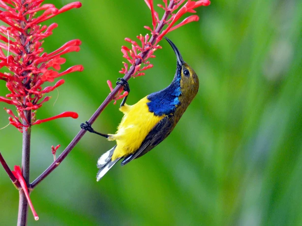 Aus qld cairns sunbird tropical david clode unsplash
