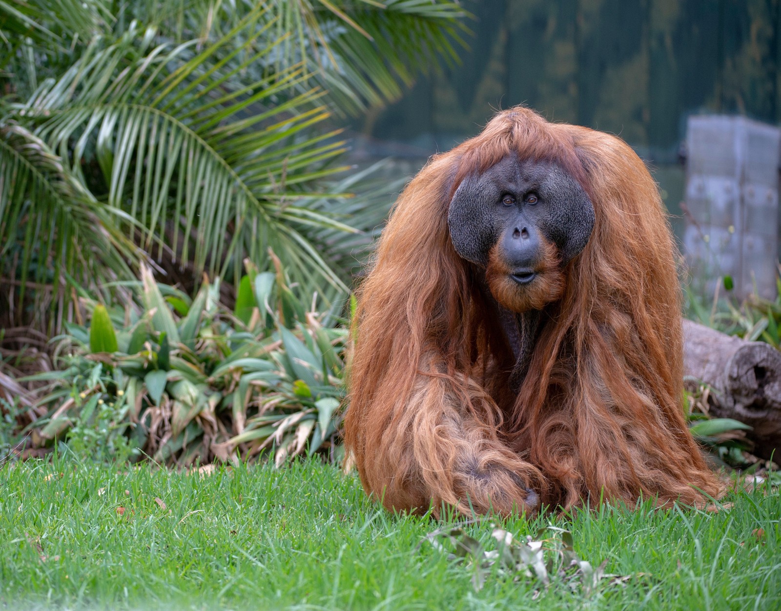 Aus sa adelaide zoo credit Adrian Mann