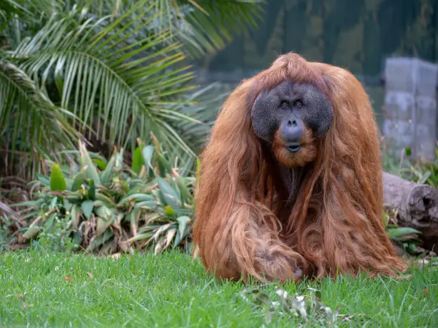 Aus sa adelaide zoo credit Adrian Mann