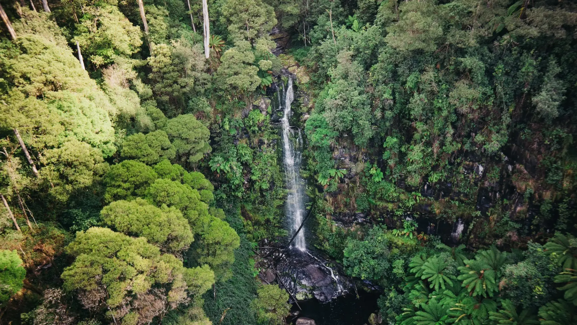 Aus victoria Erskine Falls 1jpg