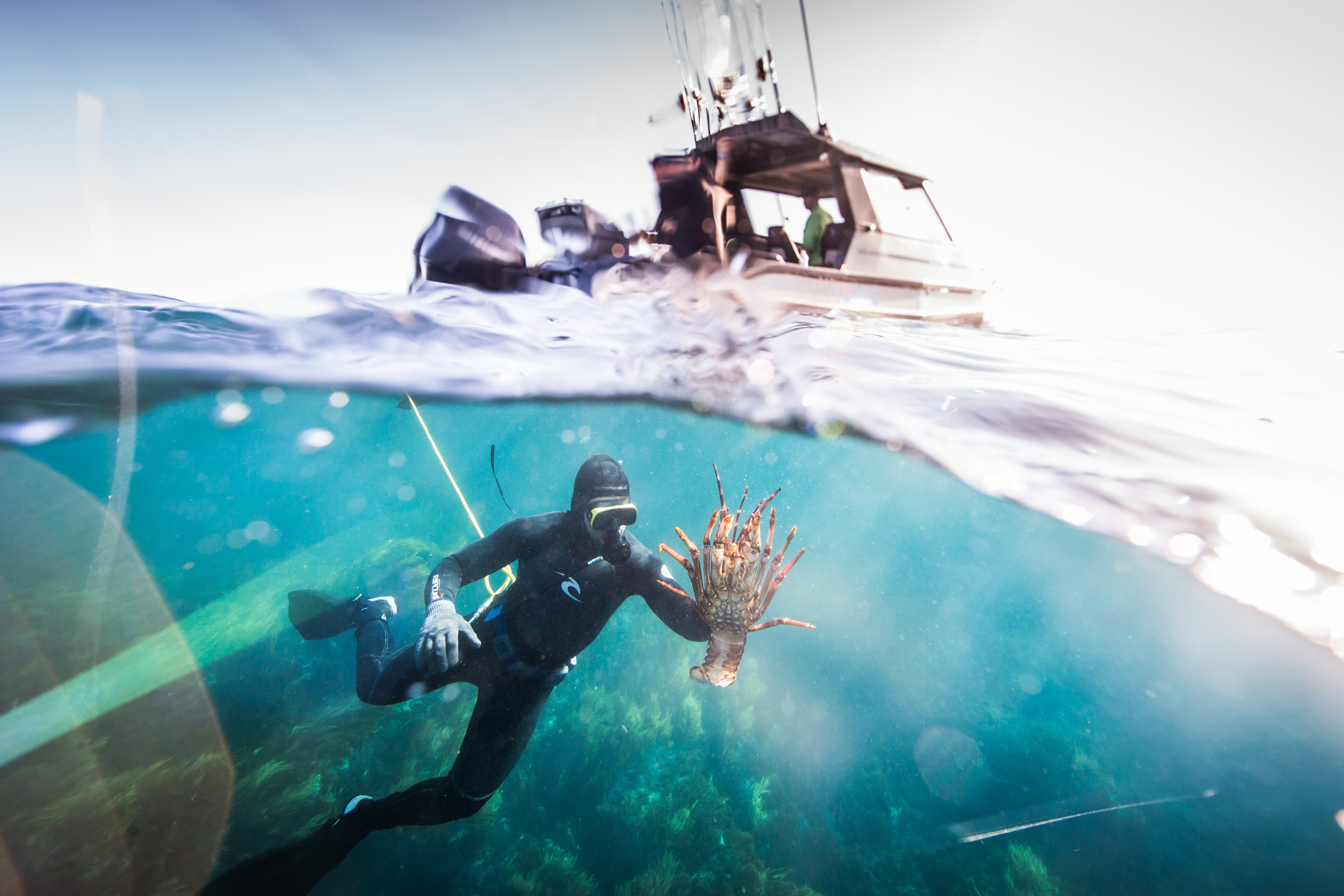 Australien Victoria Crayfish diving