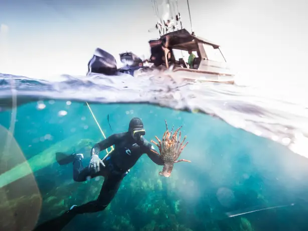 Australien Victoria Crayfish diving