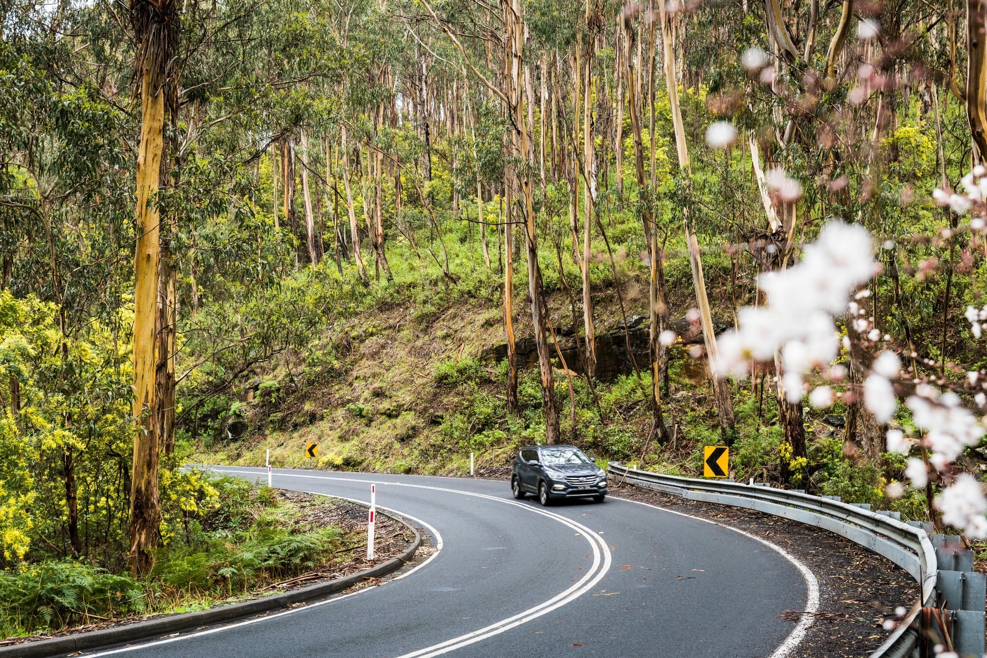 A car drives around a bend surrounded by trees on the Great Ocean Road in Australia