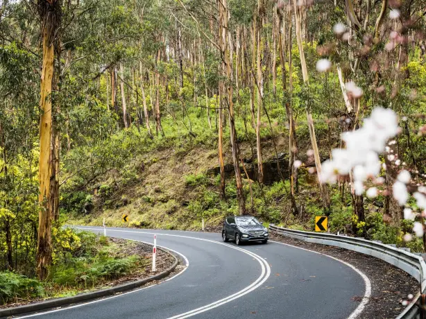 A car drives around a bend surrounded by trees on the Great Ocean Road in Australia