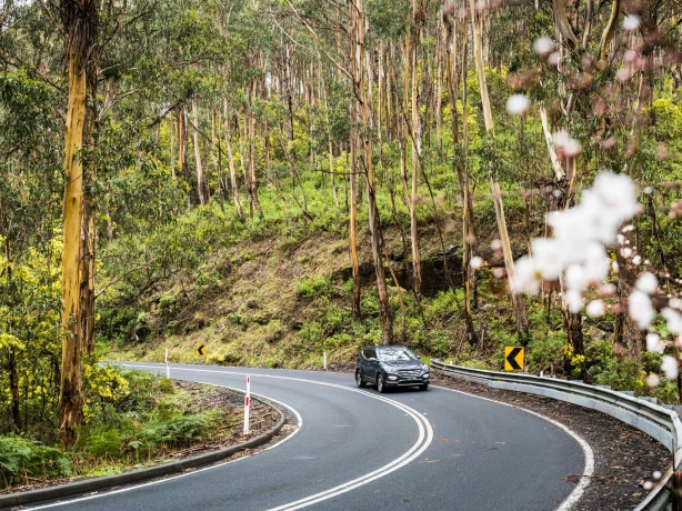 A car drives around a bend surrounded by trees on the Great Ocean Road in Australia