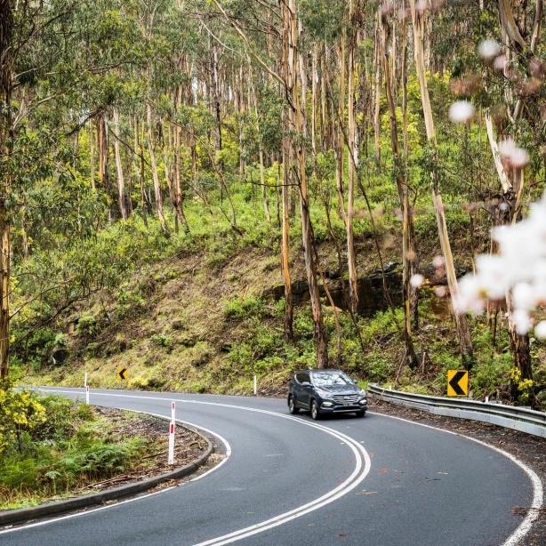 Een auto rijdt door een bocht omringd door bomen op de Great Ocean Road in Australië
