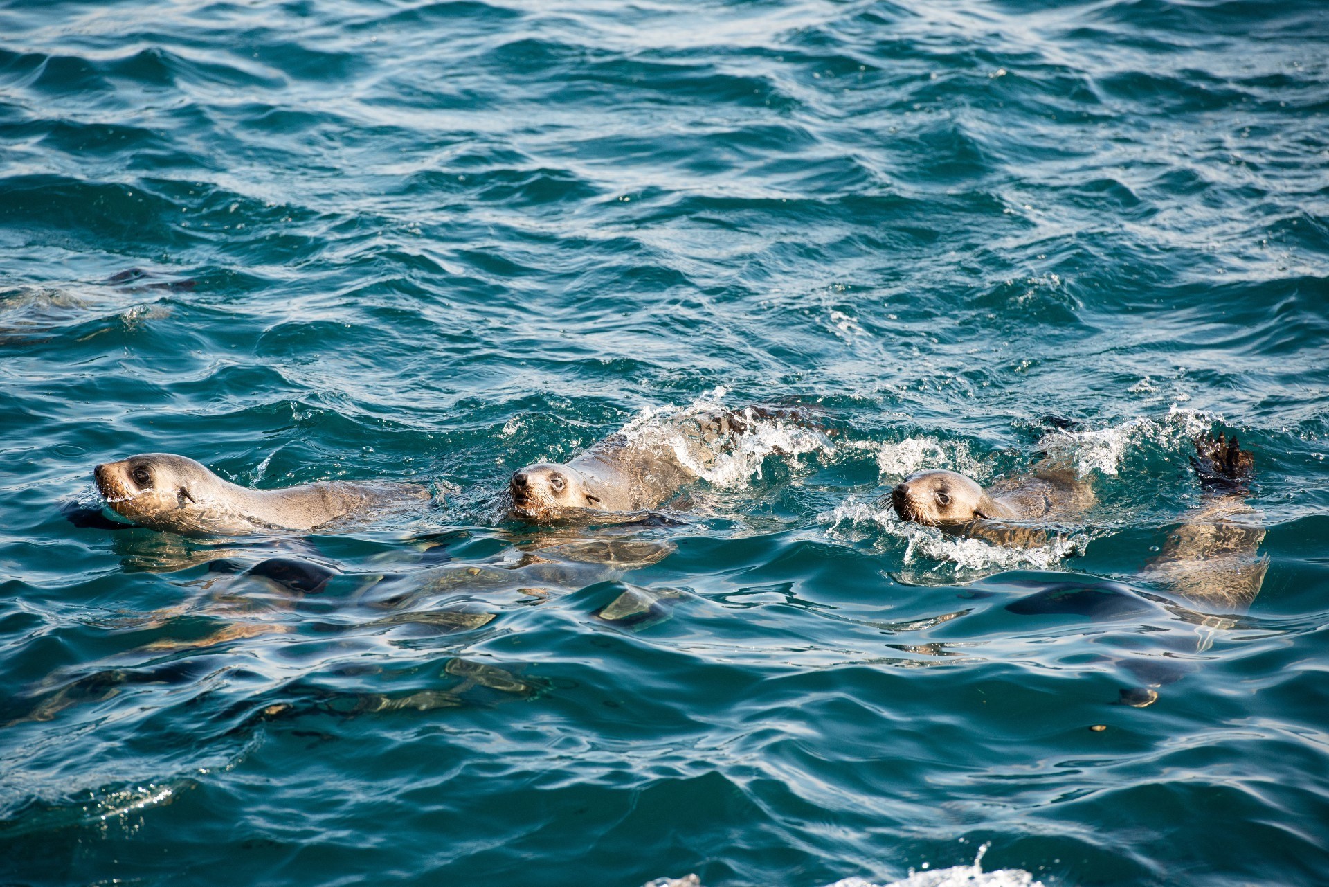 Aus victoria seal Wildlife Coast Cruises 1 Phillip Island