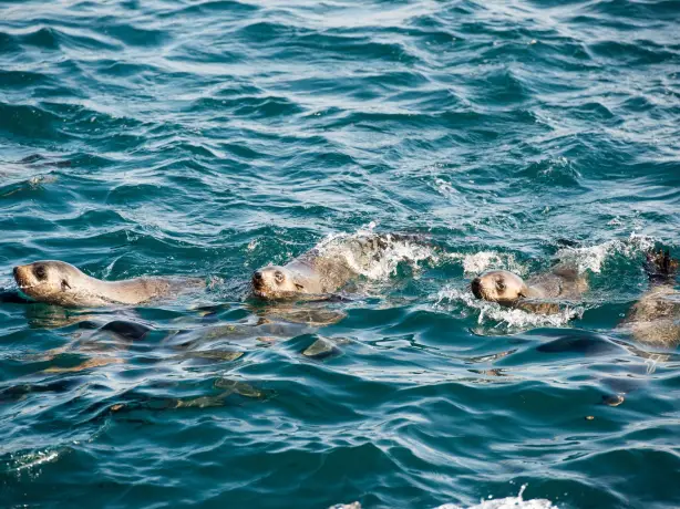Aus victoria seal Wildlife Coast Cruises 1 Phillip Island