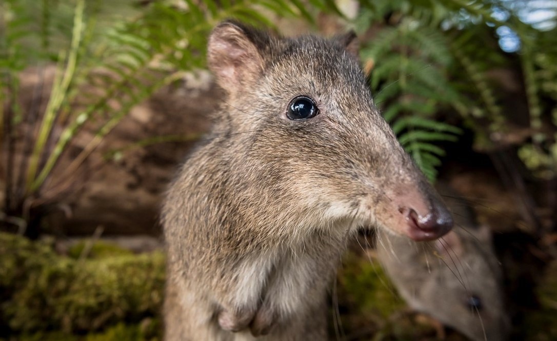 Aus victoria wildlife 1