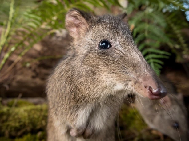 Aus victoria wildlife 1