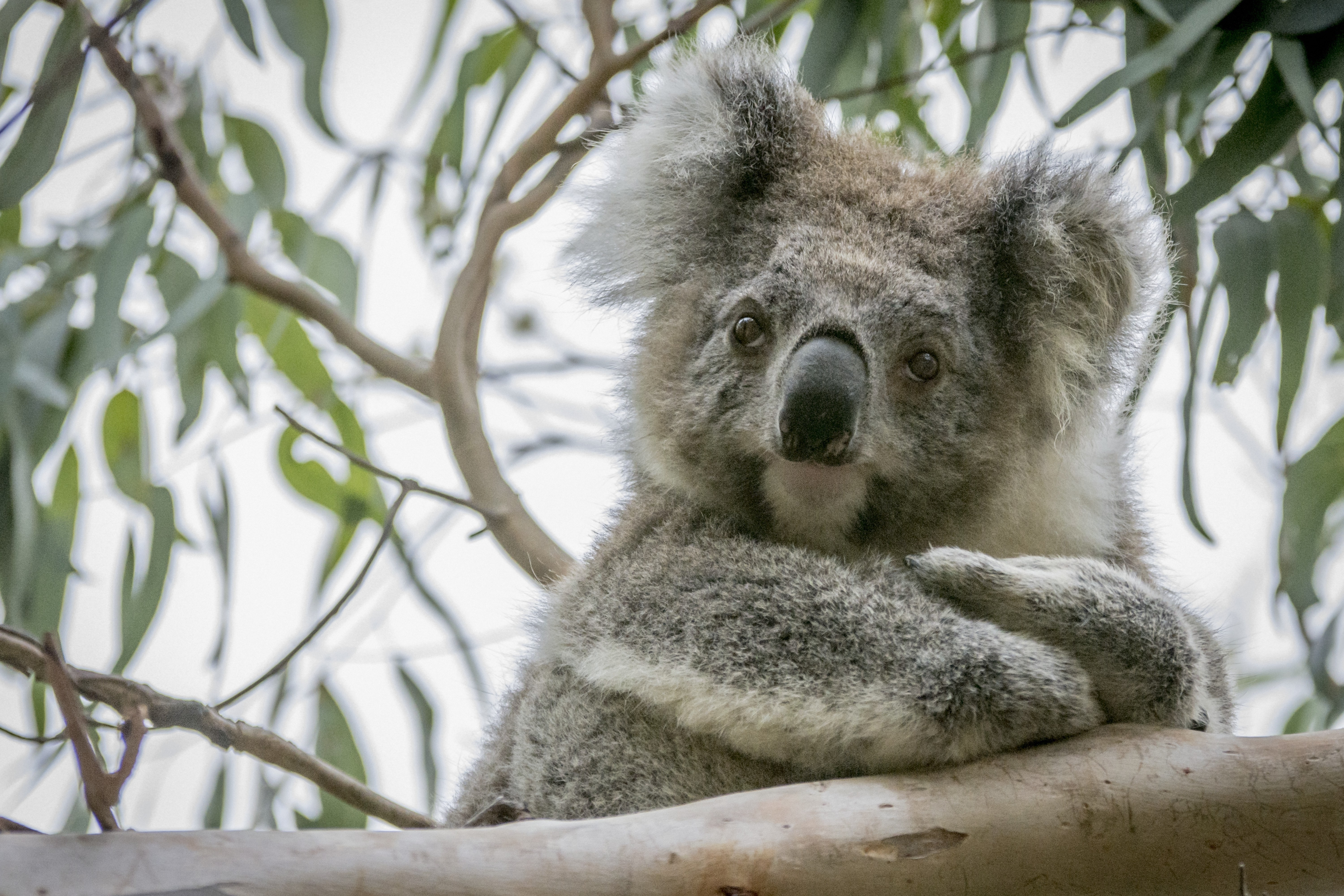 Aus victoria wildlife