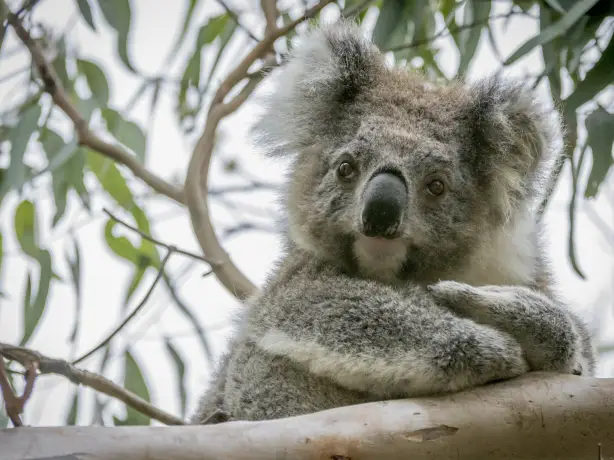Aus victoria wildlife