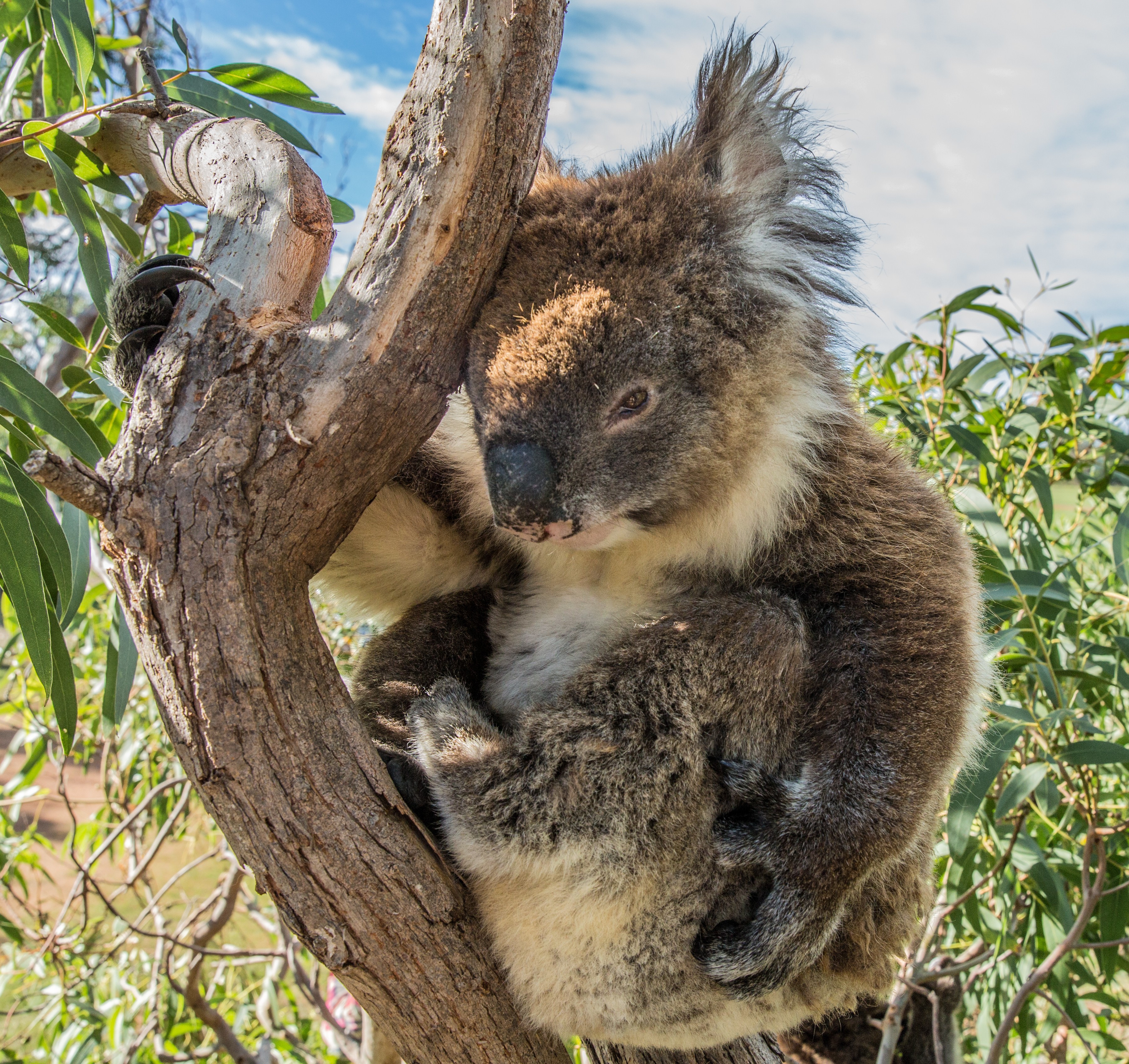 Koala in einem Baum in Port Lincoln, Australien