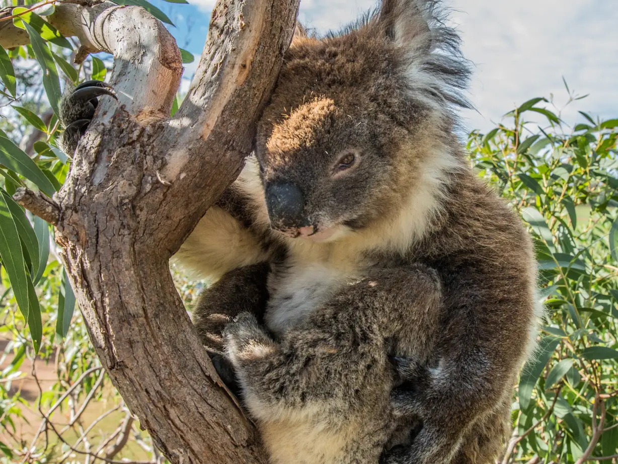 Koala in tree in Port Lincoln, Australia