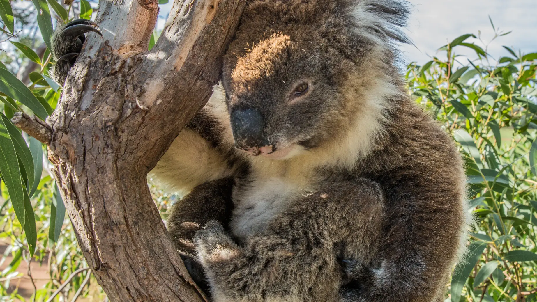 Koala in einem Baum in Port Lincoln, Australien