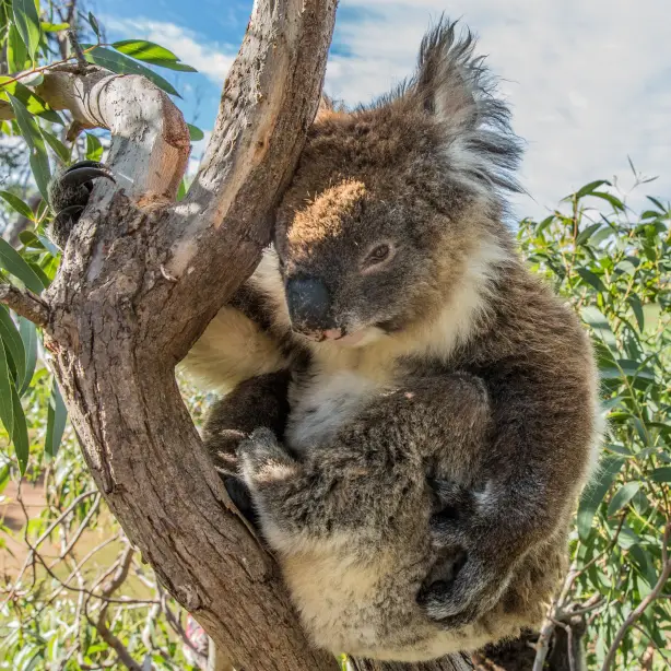 Koala in einem Baum in Port Lincoln, Australien