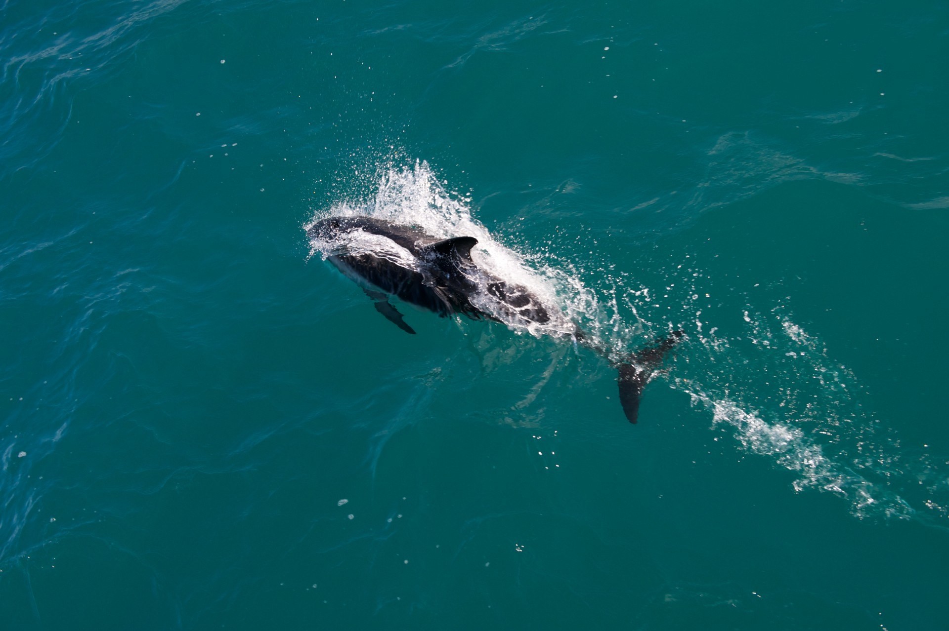 NZ kaikoura dolphins