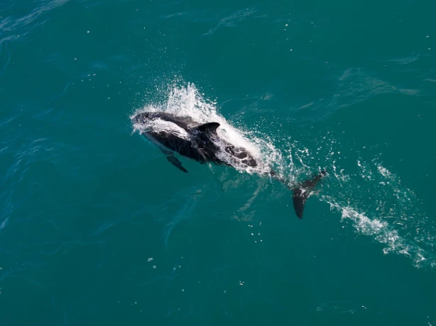 NZ kaikoura dolphins