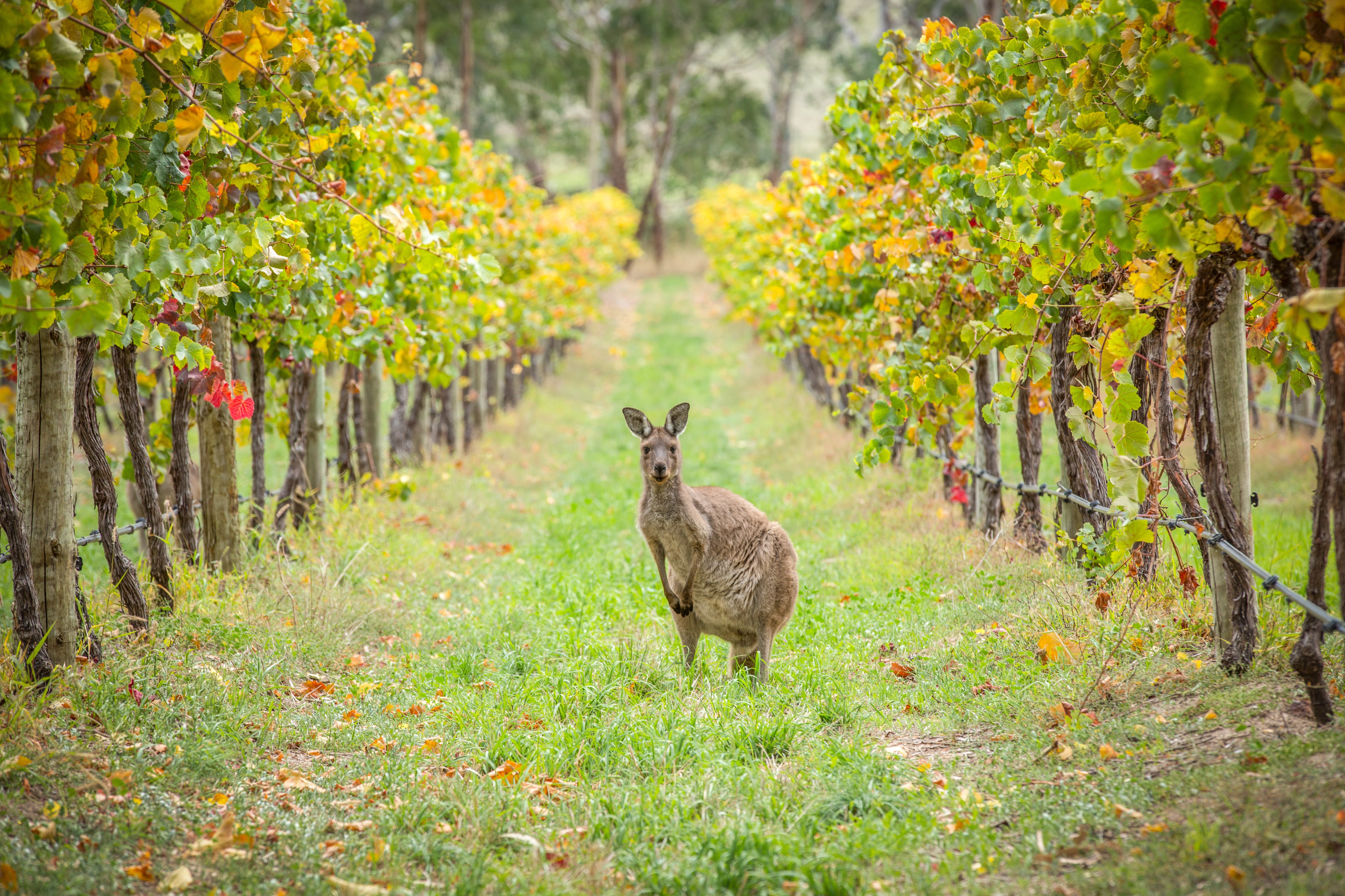 Kangaroo Adelaide SA credit Tourism Australiajpg