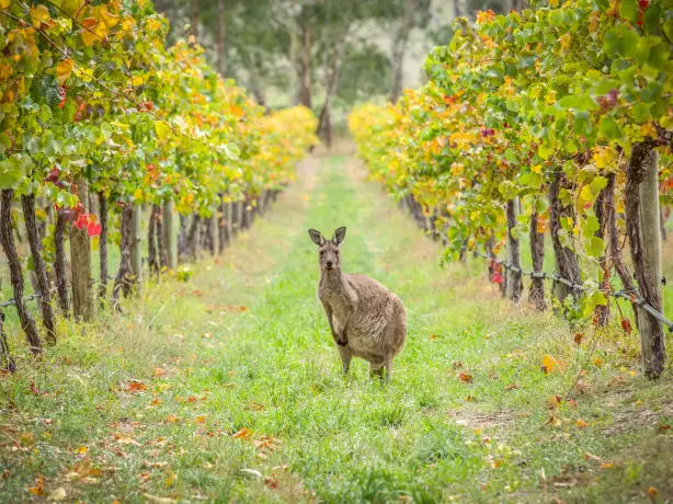 Kangaroo Adelaide SA credit Tourism Australiajpg