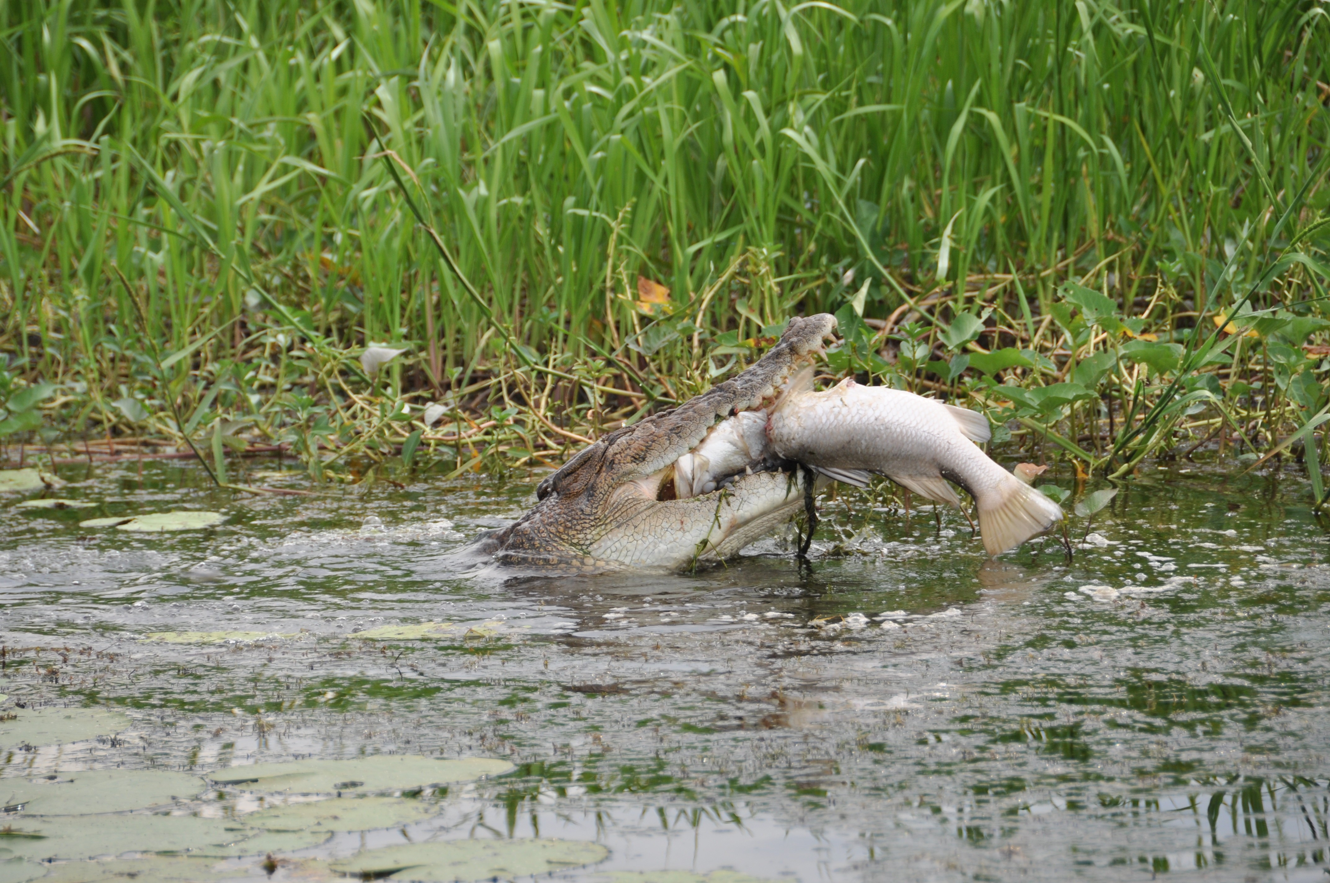 Lords Kakadu Arnhemland Safaris credit httpswww lords safaris com 2
