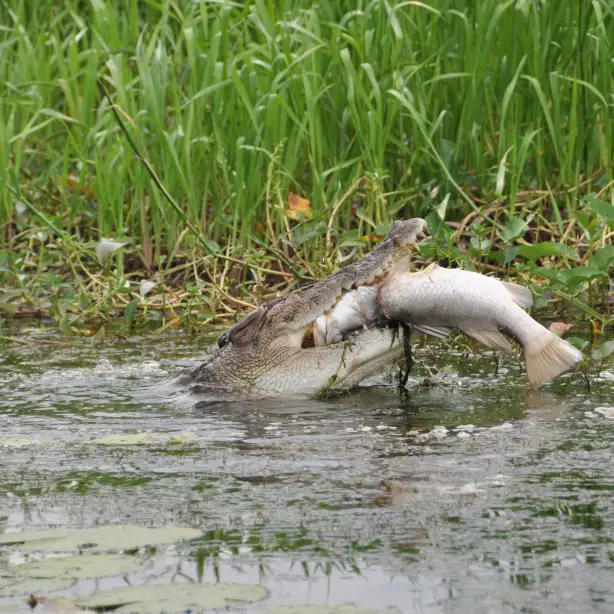 Lords Kakadu Arnhemland Safaris credit httpswww lords safaris com 2