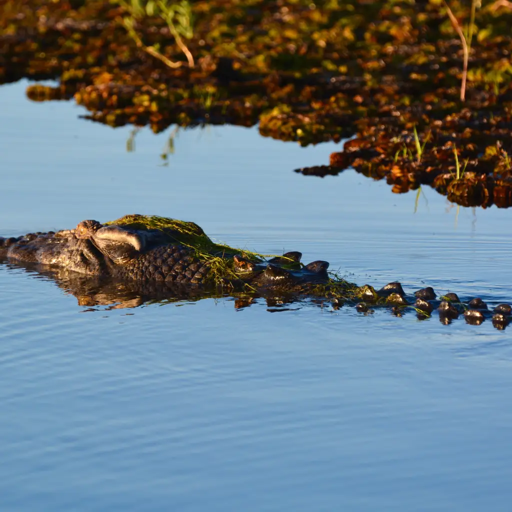 partially submerged crocodile