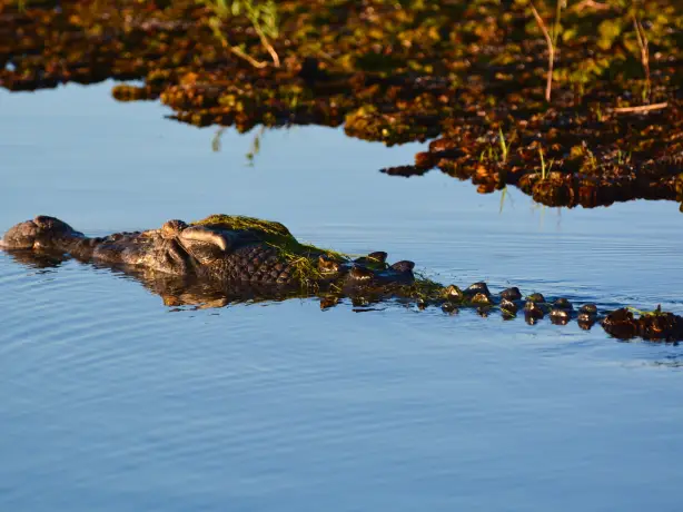 partially submerged crocodile