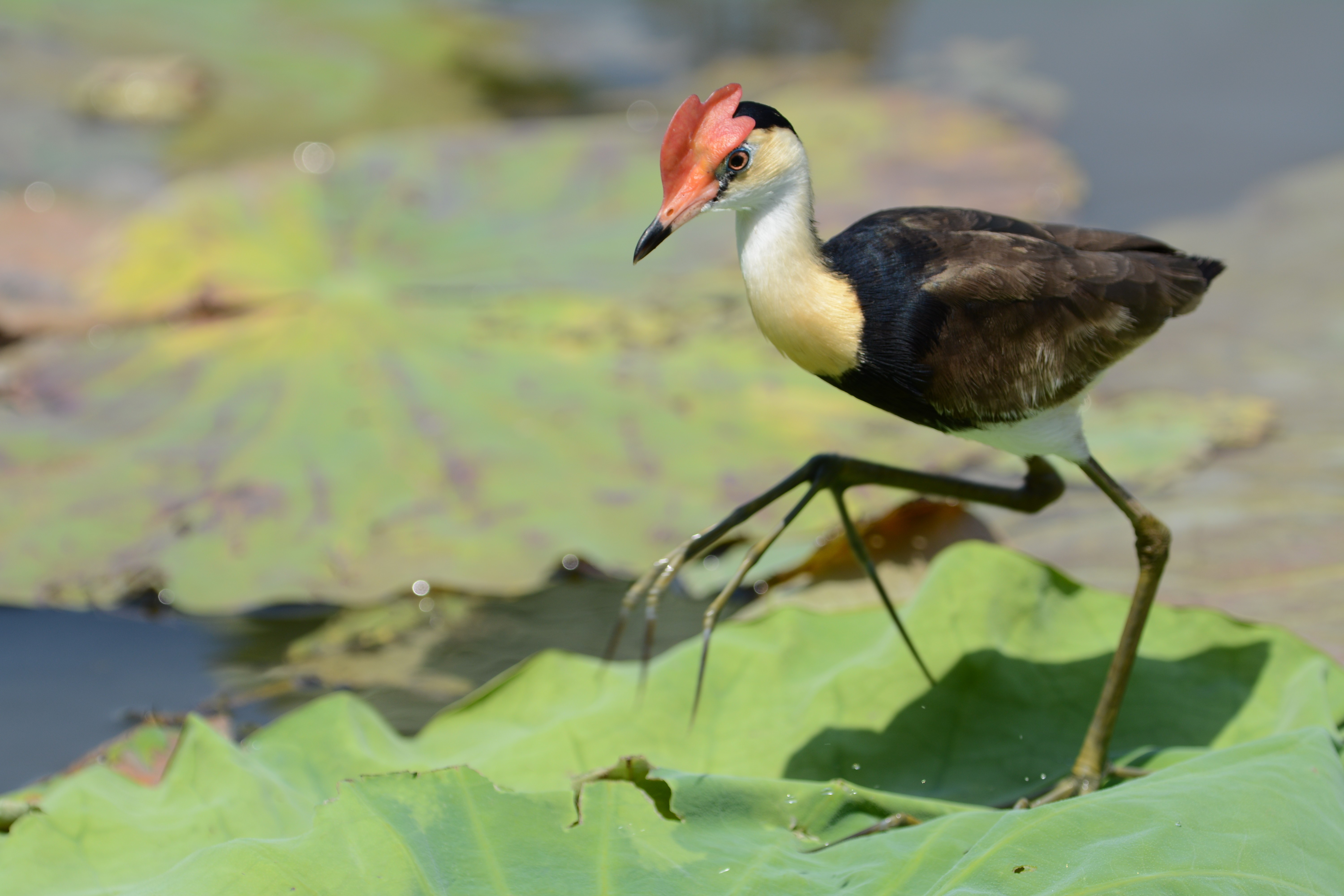 Lotusvogel auf Lilienpad