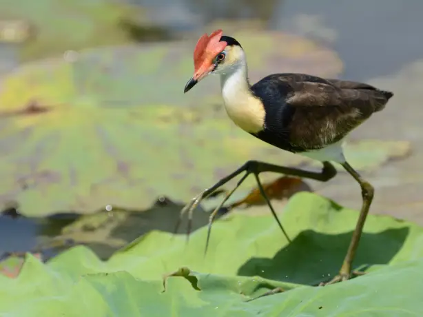 Lotusvogel auf Lilienpad