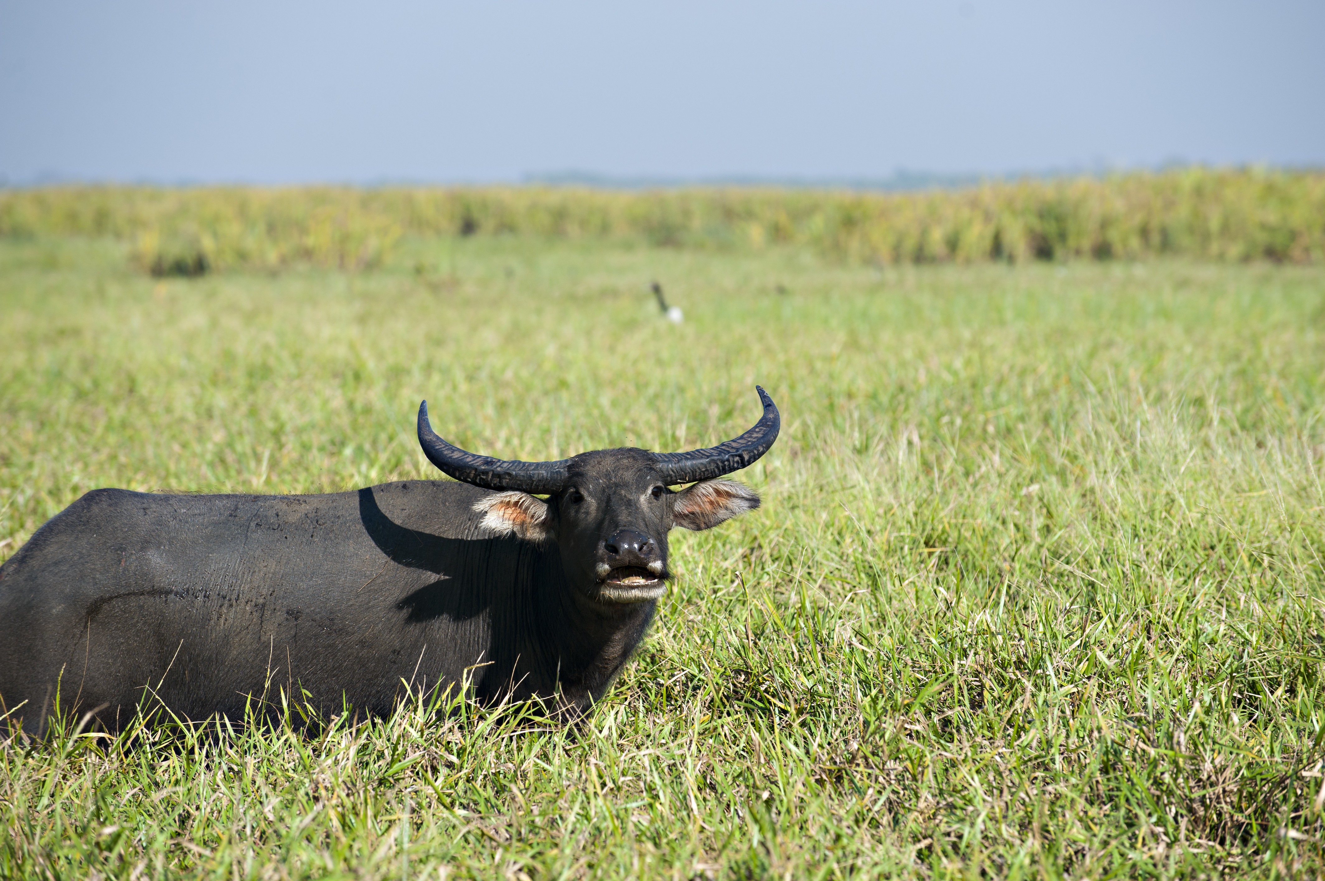 Lords Kakadu Arnhemland Safaris credit httpswww lords safaris com buffalo
