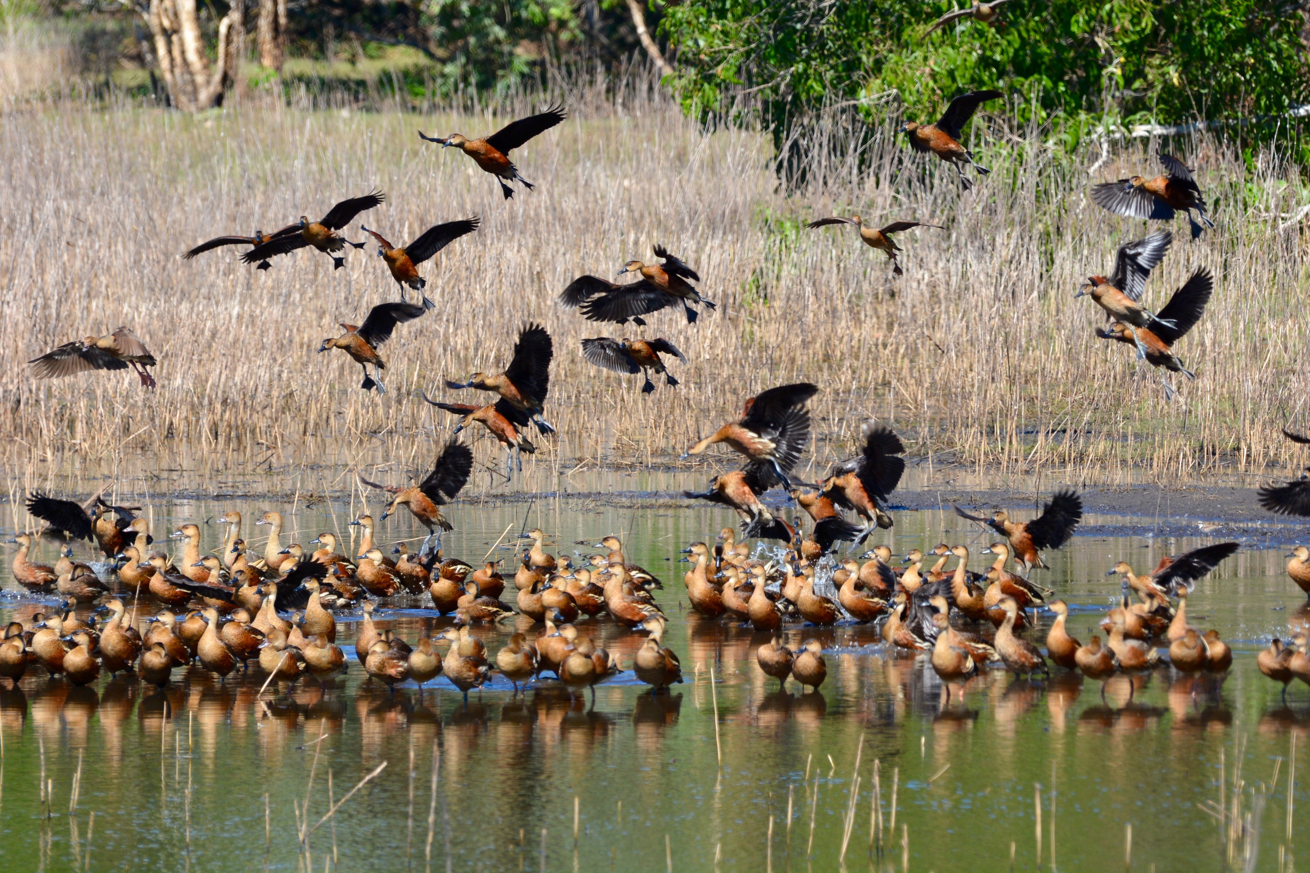 Lords Kakadu Arnhemland Safaris credit httpswww lords safaris com flock of birds