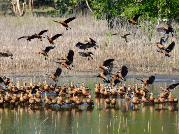 Lords Kakadu Arnhemland Safaris credit httpswww lords safaris com flock of birds