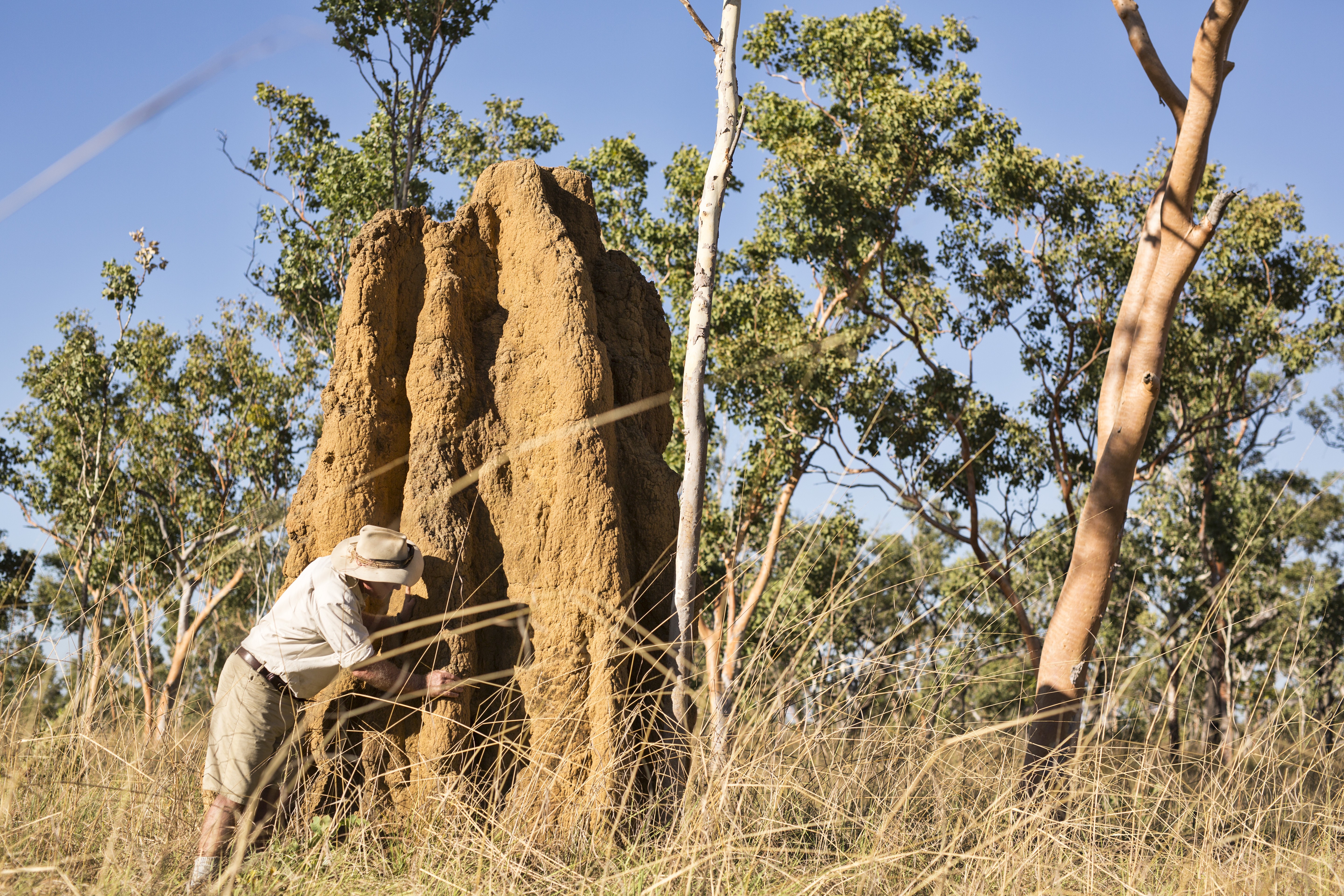 Lords Kakadu Arnhemland Safaris credit httpswww lords safaris com termite hills