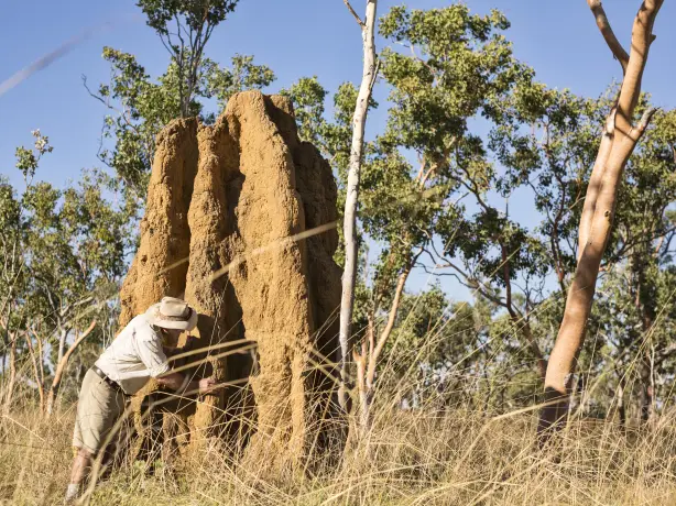 Lords Kakadu Arnhemland Safaris credit httpswww lords safaris com termite hills