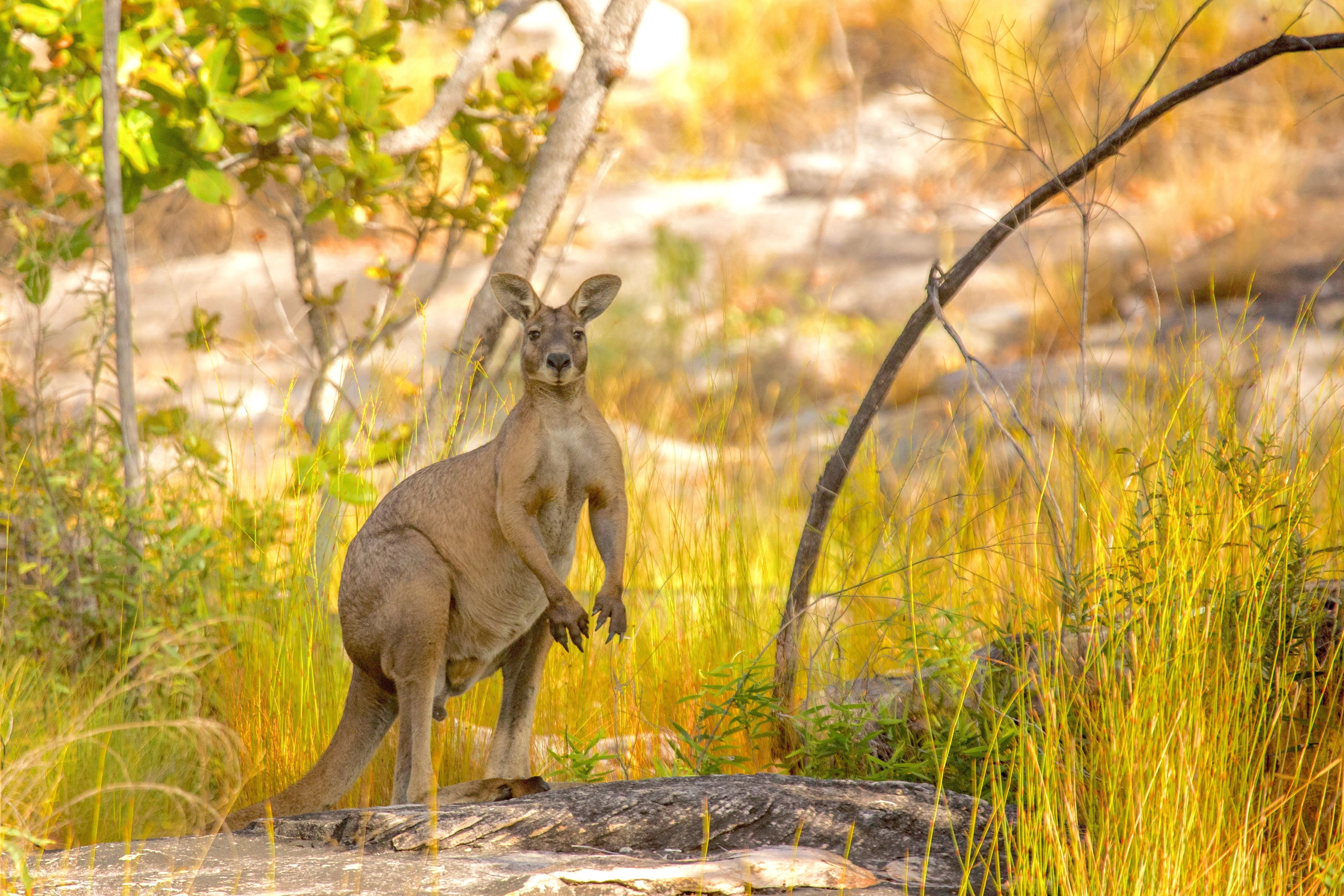 Aus NT Lords Kakadu Arnhemland Safaris kangaroo outback
