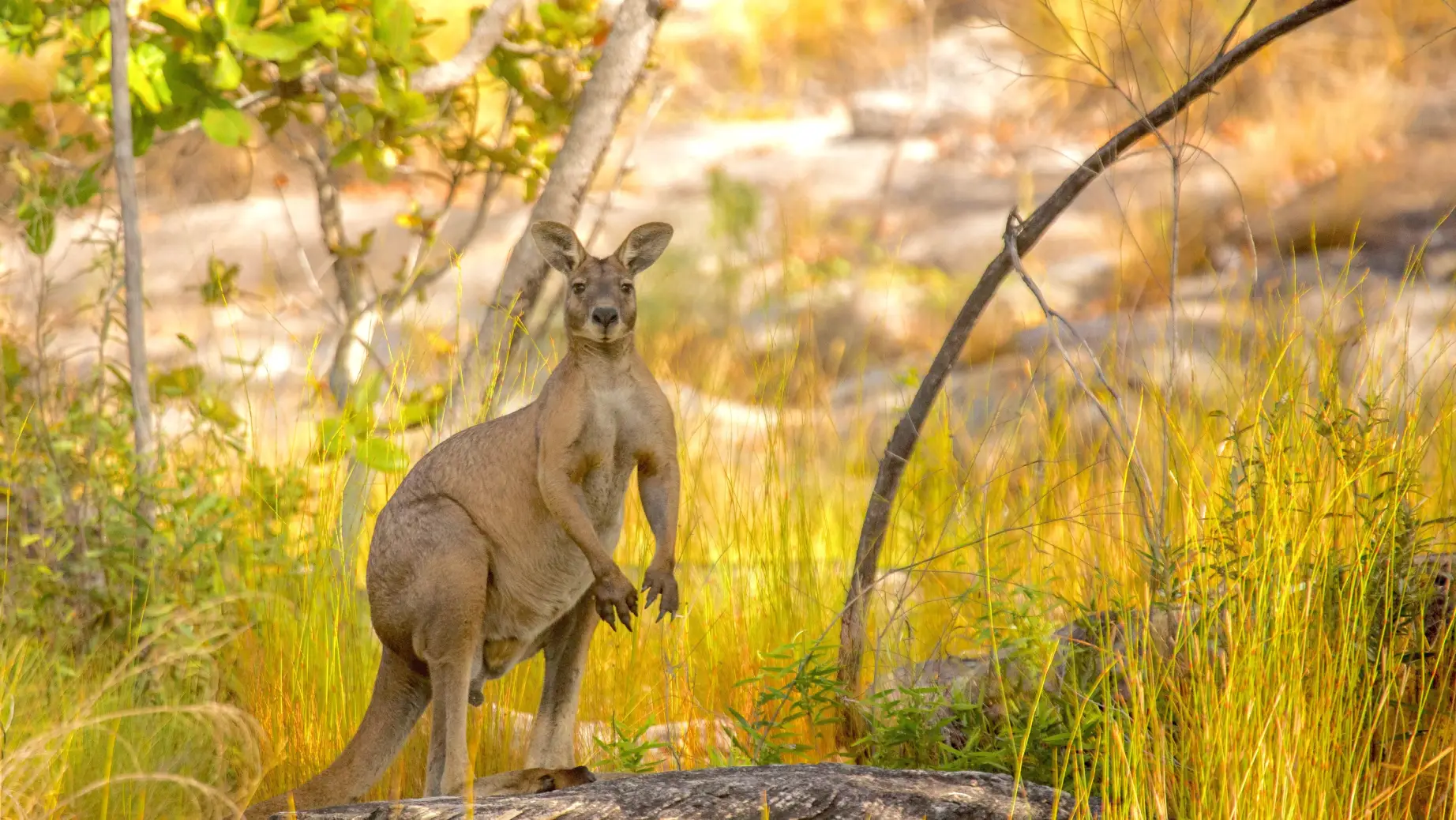 Aus NT Lords Kakadu Arnhemland Safaris kangaroo outback