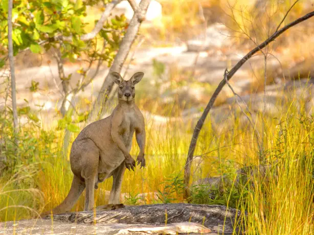 Aus NT Lords Kakadu Arnhemland Safaris kangaroo outback