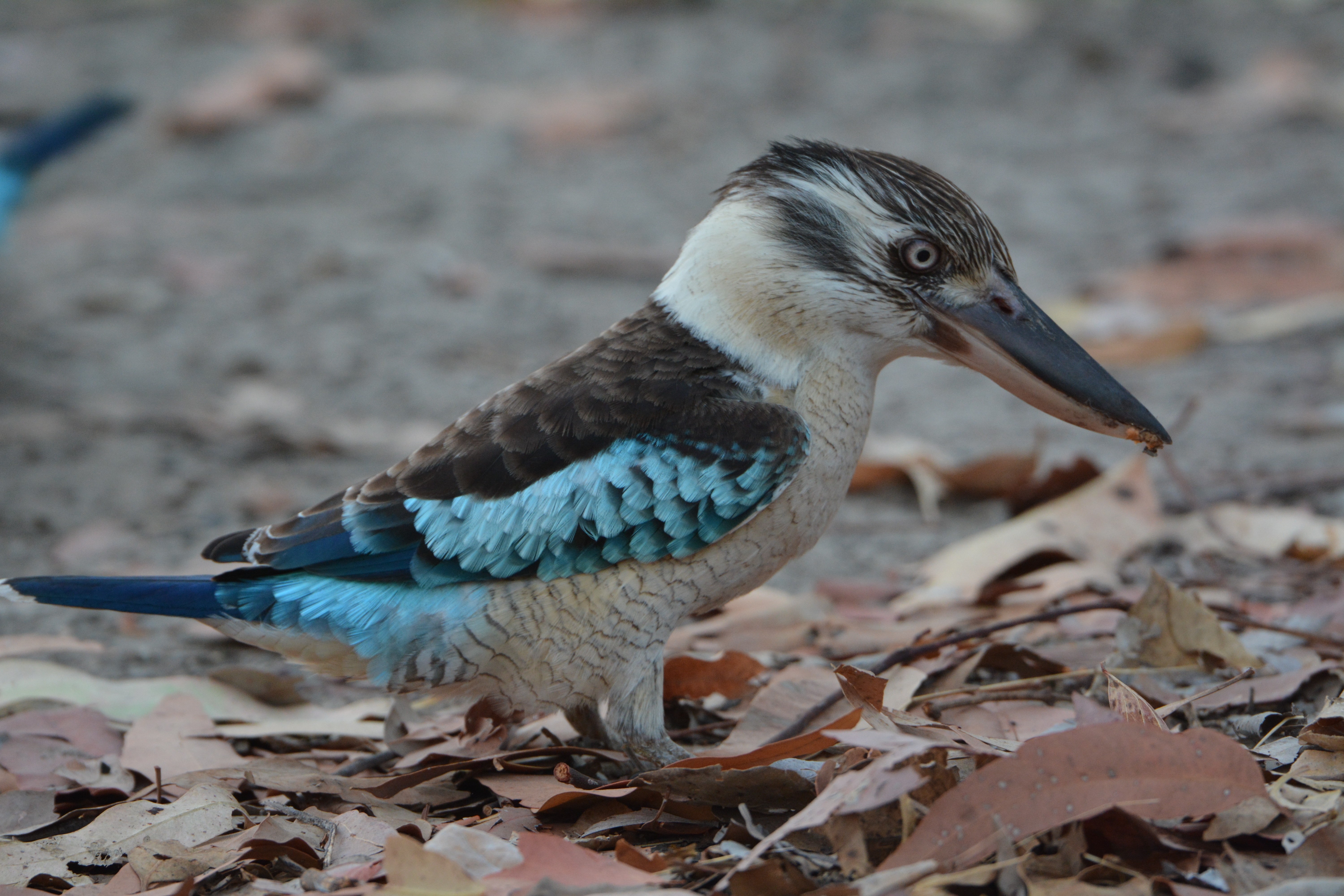 Australien Northern Territory arnhemland Vogel