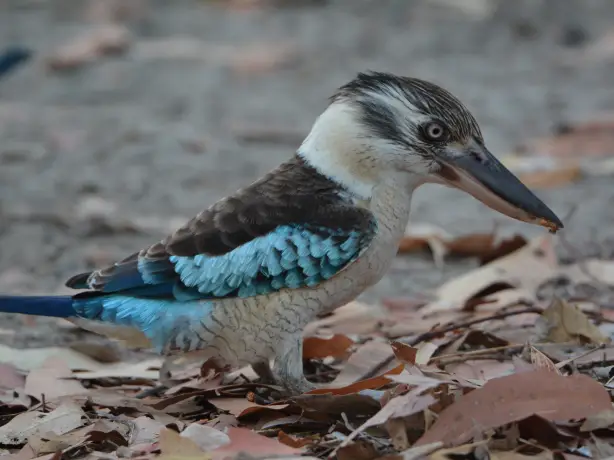 Australien Northern Territory arnhemland Vogel